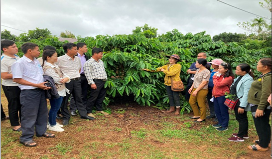 Đắk Lắk: Phát triển sản xuất cà phê theo hướng hữu cơ 