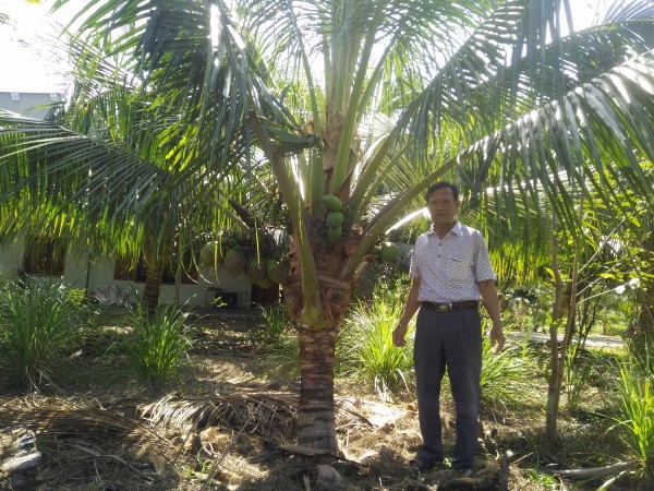Mô hình trồng dừa xiêm lùn cho thu nhập khá