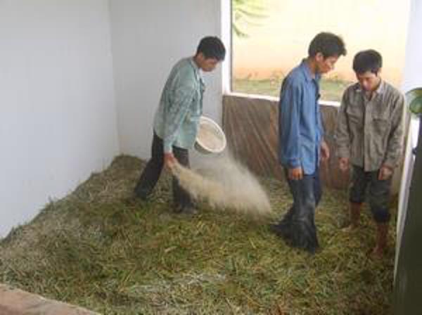 Hướng dẫn kỹ thuật trồng ngô sinh khối vụ đông