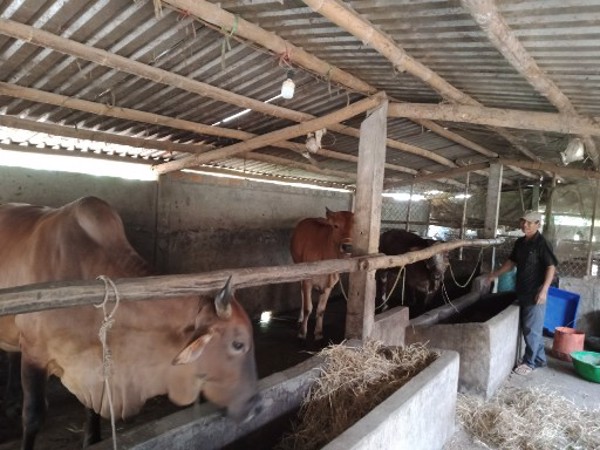 Lão nông U70 làm kinh tế giỏi
