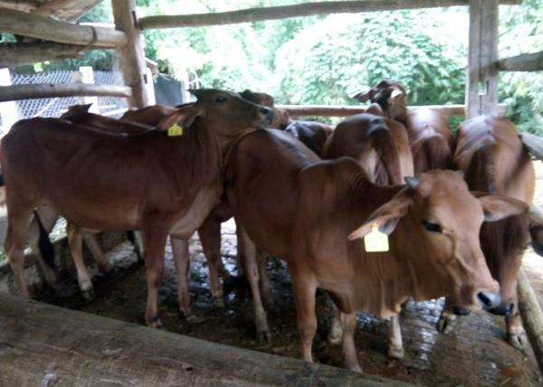 Thực hiện tái đàn gia súc gia cầm gắn với an toàn dịch bệnh, đáp ứng nguồn cung sản phẩm chăn nuôi trên thị trường
