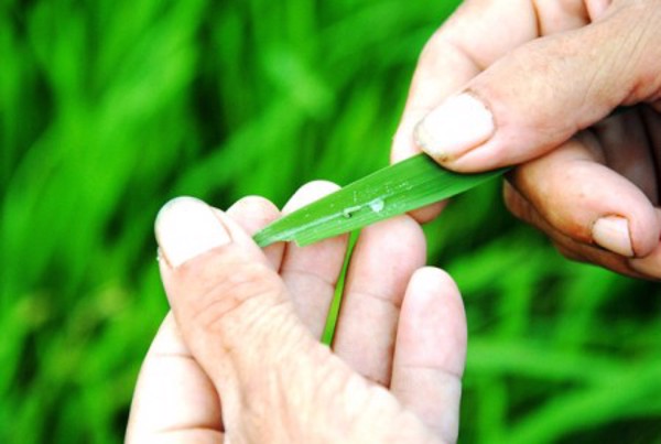 Thông báo tình hình sinh vật 7 ngày (Tuần 13, từ 24/3 đến 30/3/2021)