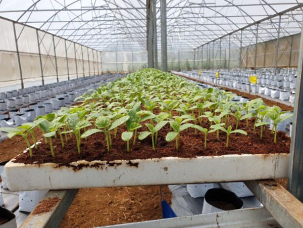 Thông báo tình hình sinh vật 7 ngày (Tuần 14, Từ 31/3 đến 6/4/2021)