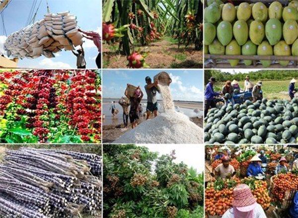 Giới thiệu các đầu mối tiêu thụ nông sản tại TX Đông Hòa cập nhật ngày 20/5/2022