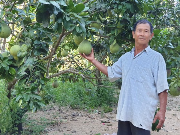 Chuyển đổi cơ cấu cây trồng: Trồng bưởi cho thu nhập ổn định