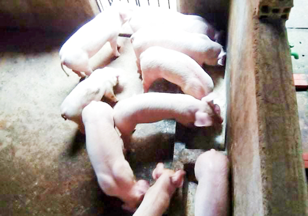 Sử dụng thức ăn tự phối trộn cho gia súc, gia cầm để giảm chi phí chăn nuôi trong tình hình hiện nay