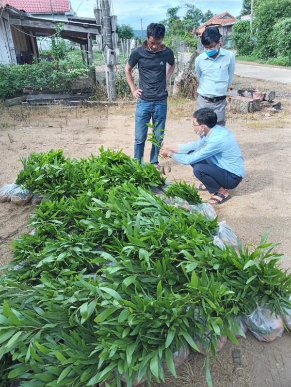 HUYỆN SƠN HÒA: TRIỂN KHAI DỰ ÁN TRỒNG RỪNG THÂM CANH GỖ LỚN BẰNG GIỐNG KEO LAI MÔ