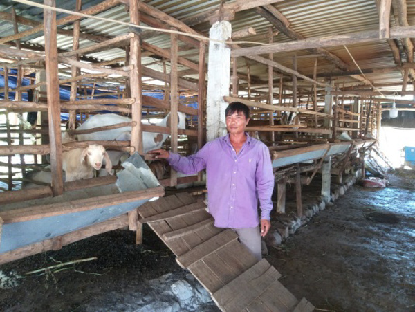 Khá giả nhờ chăn nuôi dê thương phẩm