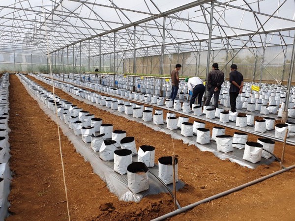 Anh Dương Phú Hiếu khởi nghiệp với mô hình trồng dưa lưới