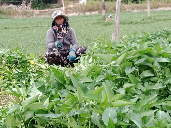 Mô hình trồng rau muống trên đất lúa kém hiệu quả