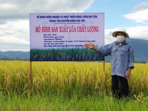 Tây Hòa: Kết quả thực hiện mô hình sản xuất lúa chất lượng