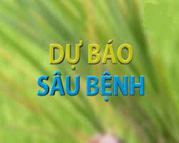 Tình hình sinh vật gây hại tuần qua (từ 2/6 đến 8/6/2021) và dự báo thời gian tới