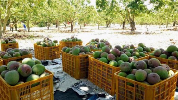 Thông báo tình hình sinh vật 7 ngày (Tuần 10, từ ngày 03/3 - 09/3/2021)