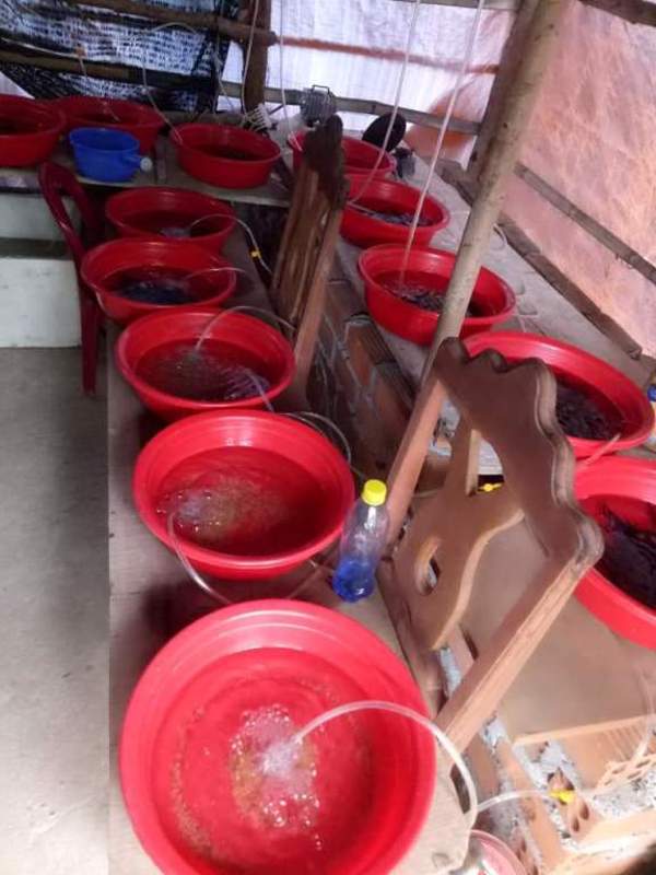 Hiệu quả từ mô hình nuôi lươn thương phẩm trong bể ở Tây Hòa