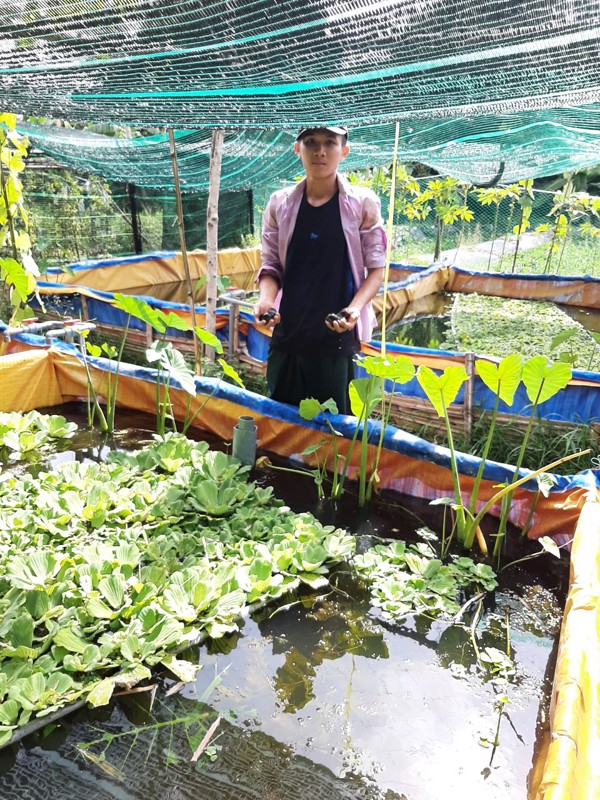 Phú Hòa: Nuôi ốc nhồi thương phẩm trong bể bước đầu mang lại hiệu quả kinh tế cao