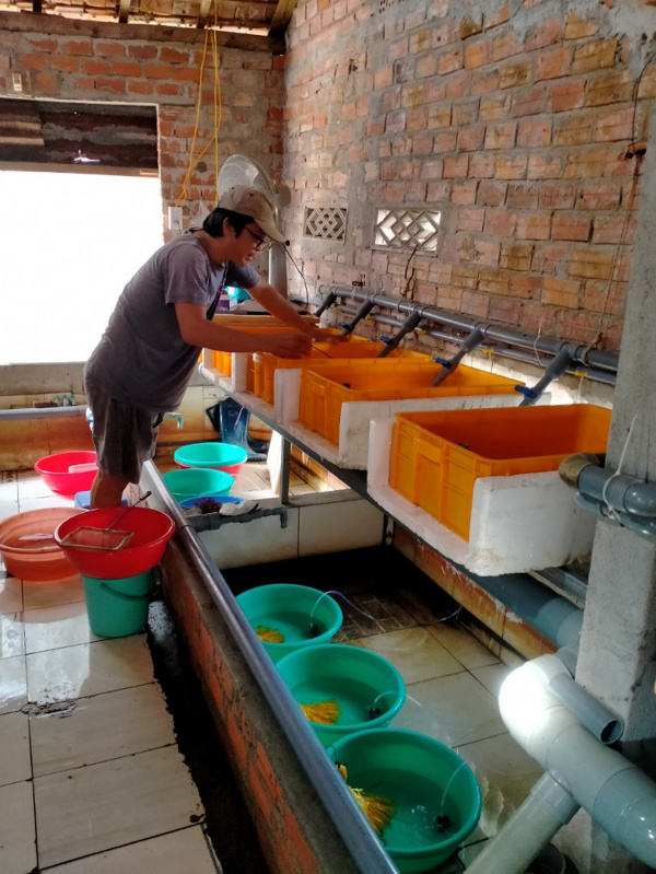 Phú Hòa: Nuôi lươn sinh sản bước đầu mang lại hiệu quả