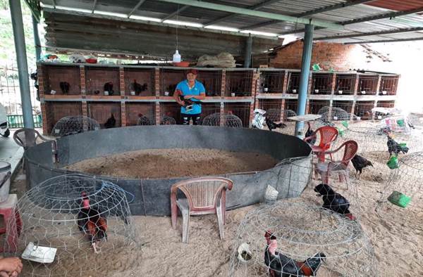 Nuôi gà chọi mang lại hiệu quả cao