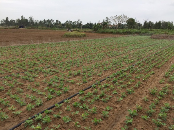 Nông dân áp dụng cơ giới hóa, tưới nước tiết kiệm vào sản xuất cây đậu phộng mang lại hiệu quả kinh tế cao