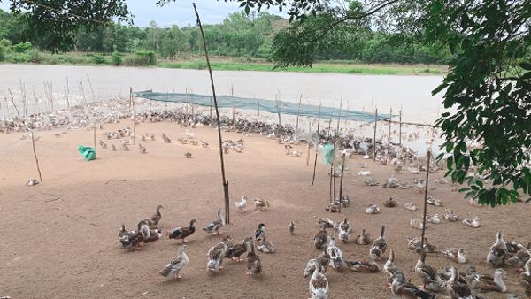 THỊ XÃ ĐÔNG HÒA: Nuôi vịt biển an toàn sinh học, hướng đi mới cho người chăn nuôi