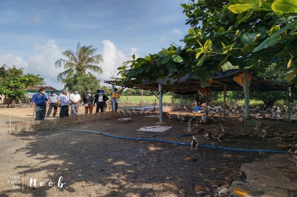 vịt biển - 3 năm tại Phú Yên