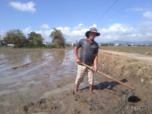 Kinh nghiệm sử dụng phân bón hiệu quả cho cây lúa