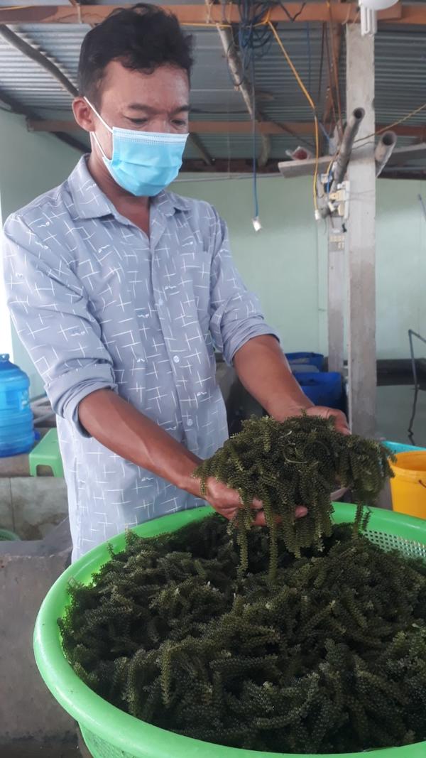 Sông Cầu: Trồng rong nho một hướng đi mang lại hiệu quả kinh tế cao