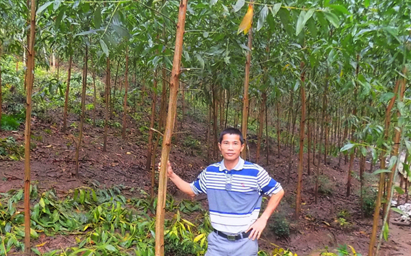 Tây Hòa: Khởi nghiệp từ trồng rừng, nuôi ốc nhồi và nghề làm than củi