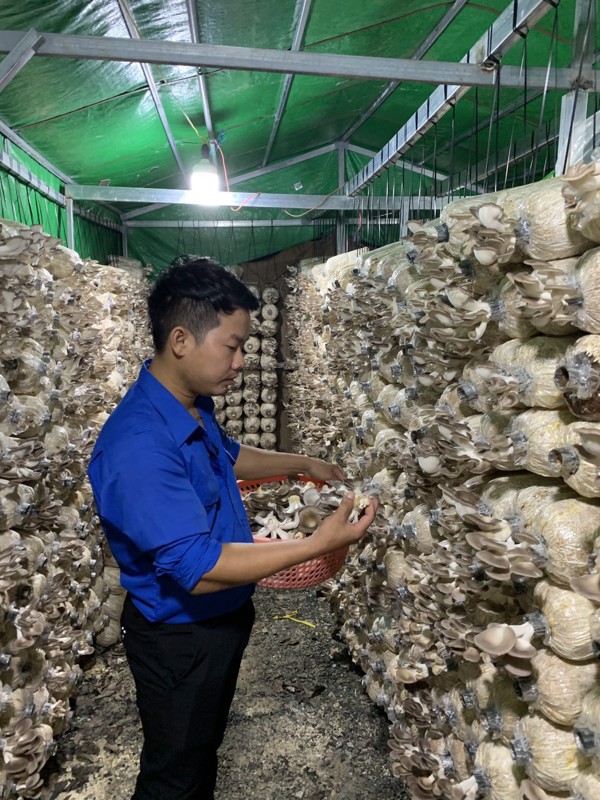 Thanh niên bỏ phố về làng trồng nấm cho thu nhập cao