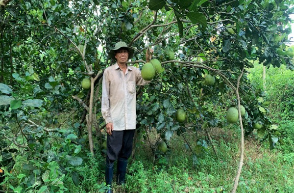 Đồng Xuân: Hiệu quả từ mô hình trồng cây ăn quả theo hướng hữu cơ