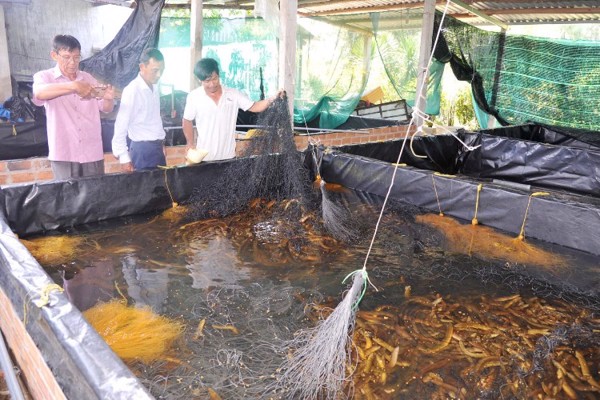 Hiệu quả từ mô hình nuôi lươn không bùn trong bể xi măng