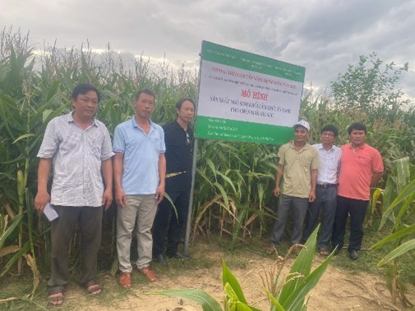 Cây bắp ở Phú Yên: Từ vai trò cây xóa đói thành cây thoát nghèo
