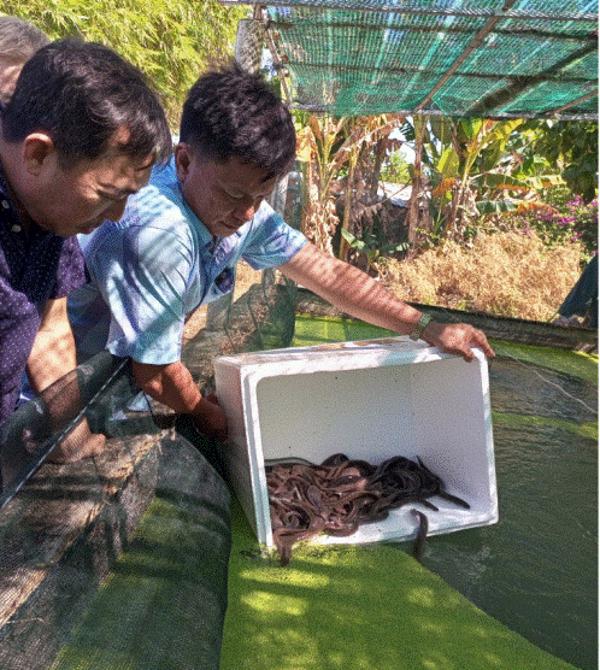 Biện pháp phòng, chữa trị một số bệnh thường gặp trên cá chình vào mùa đông