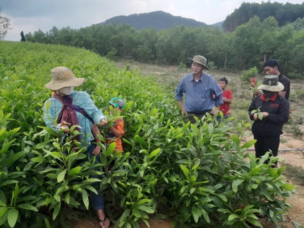 Người đồng bào dân tộc thiểu số lần đầu sản xuất cây giống keo lai hom