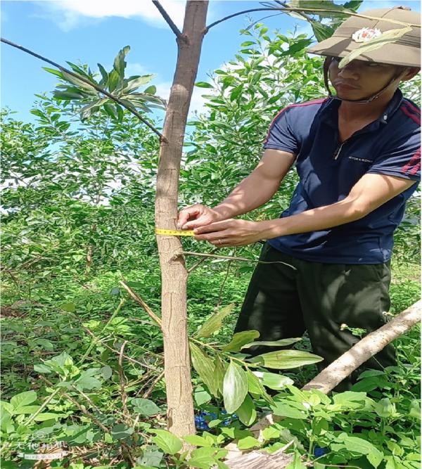 Triển vọng mới cho nông dân về đầu tư thâm canh rừng sản xuất