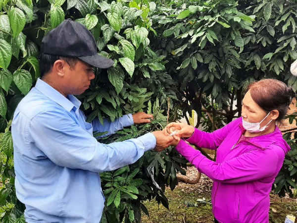 Tập huấn tại hiện trường hướng dẫn kỹ thuật chiết ghép cây ăn quả