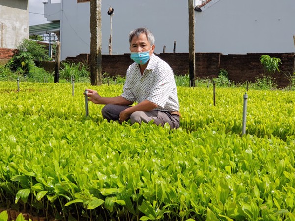 Trăn trở tìm hướng đi riêng cho hợp tác xã nông nghiệp