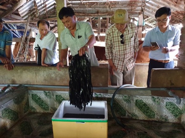 Tiếp tục nhân rộng các mô hình nuôi lươn không bùn trong năm 2023
