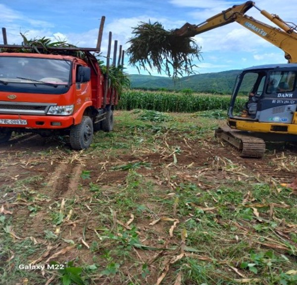 Ngô sinh khối – Một cây trồng triển vọng cho vùng đất huyện miền núi Đồng Xuân