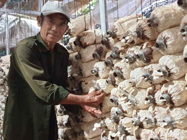 Tận dụng bã nấm để làm phân bón hữu cơ cho rau, hoa