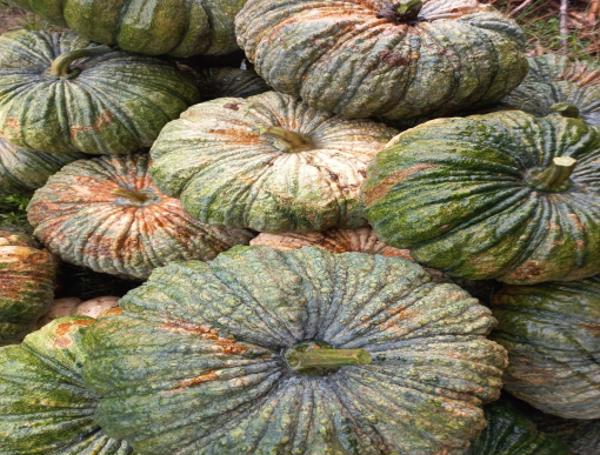 Trồng một loại cây tên xấu nhưng hiệu quả thu được rất tốt