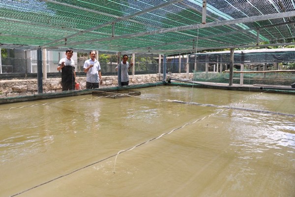 Thị xã Đông Hòa: Hiệu quả từ áp dụng kinh tế tuần hoàn trong nuôi cá nước ngọt