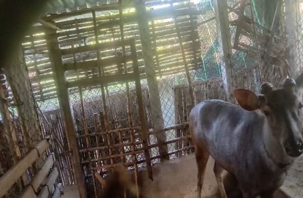 Nuôi nai lấy nhung cho thu nhập khá