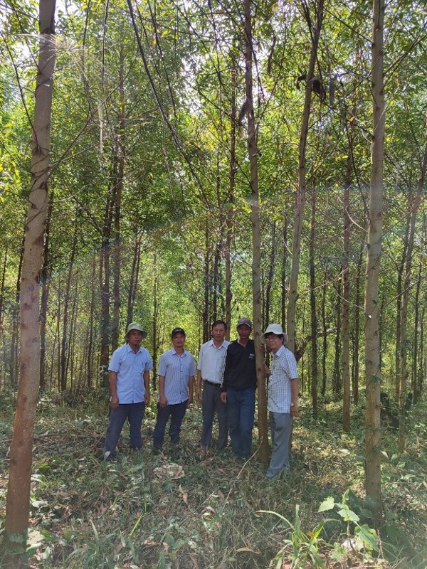 Bước đầu nhân rộng mô hình trồng rừng thâm canh gỗ lớn bằng giống keo lai mô ở huyện Sơn Hòa