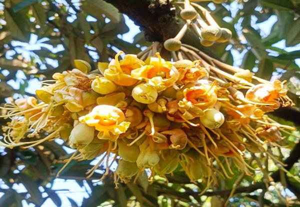 Kinh nghiệm làm hoa sầu riêng trên vùng đất Sông Hinh