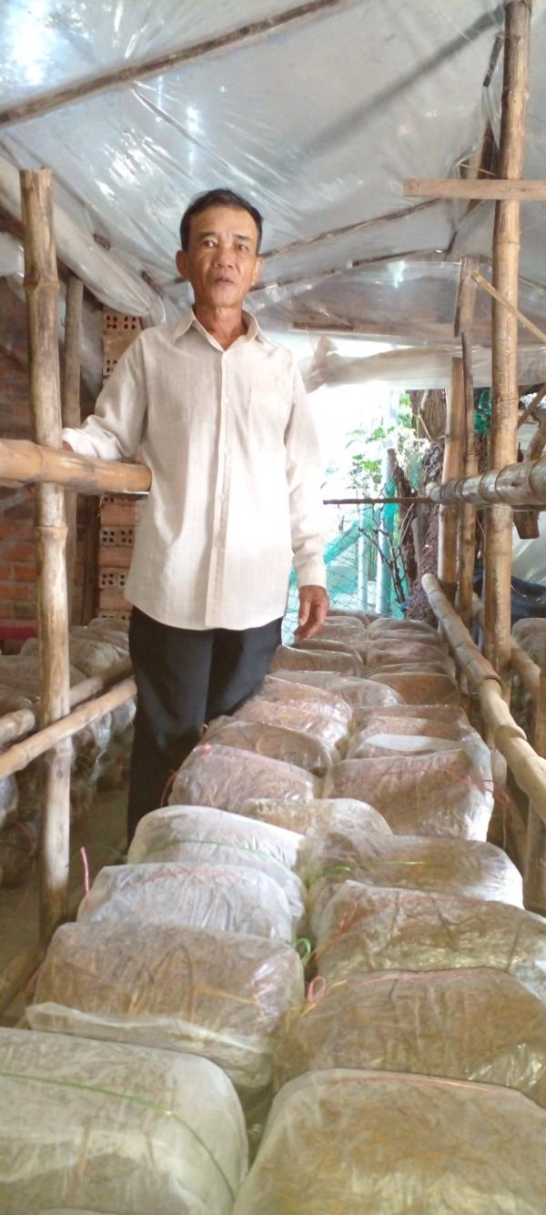 Một số lưu ý trong khâu thu hoạch, chế biến nấm rơm