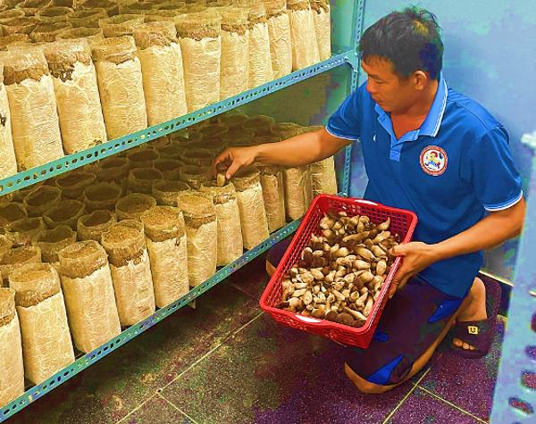 Trồng nấm mối đen trong nhà kính mang lại thu nhập cao