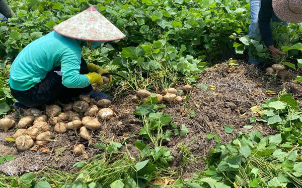 ỔN ĐỊNH KINH TẾ NHỜ TRỒNG CỦ ĐẬU