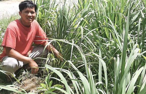 Tăng thu nhập nhờ trồng cây sả