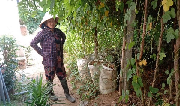 Kinh nghiệm trồng sắn dây cho hiệu quả kinh tế cao