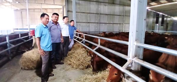 Hiệu quả từ mô hình vỗ béo và chăn nuôi bò cái sinh sản tại Đắk Lắk